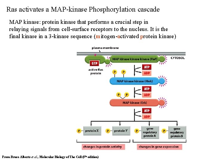 Ras activates a MAP-kinase Phosphorylation cascade MAP kinase: protein kinase that performs a crucial