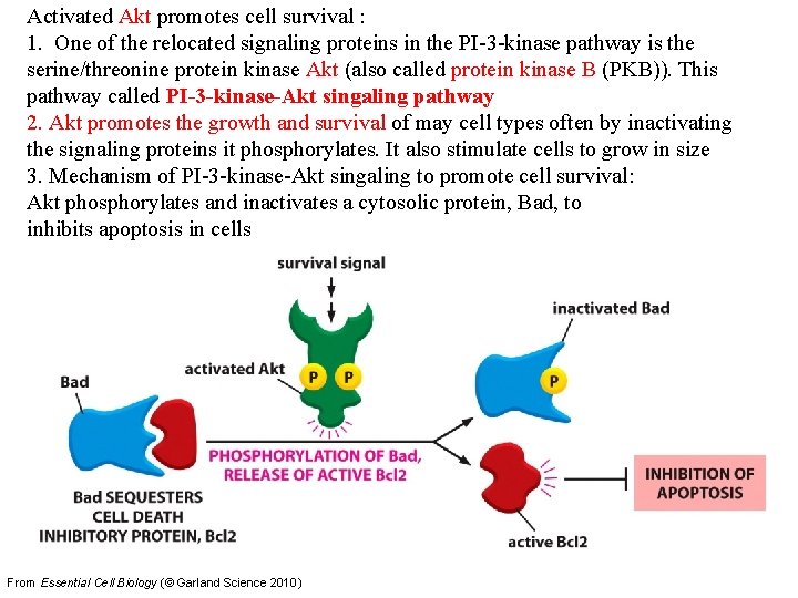 Activated Akt promotes cell survival : 1. One of the relocated signaling proteins in