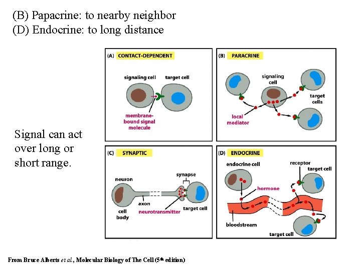 (B) Papacrine: to nearby neighbor (D) Endocrine: to long distance Signal can act over