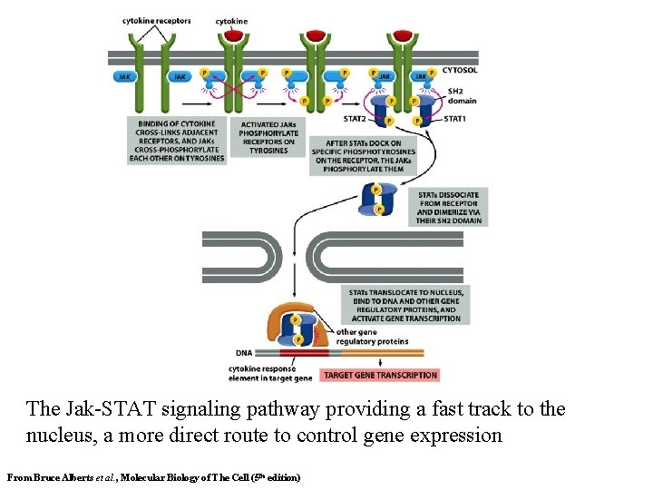 The Jak-STAT signaling pathway providing a fast track to the nucleus, a more direct
