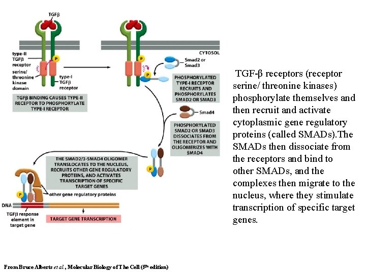 TGF-β receptors (receptor serine/ threonine kinases) phosphorylate themselves and then recruit and activate cytoplasmic