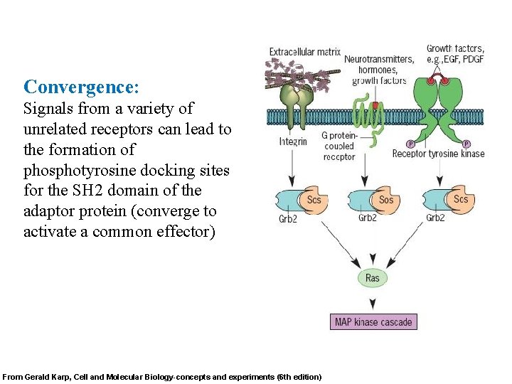 Convergence: Signals from a variety of unrelated receptors can lead to the formation of