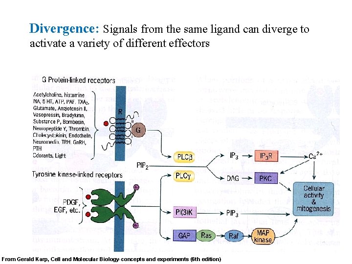 Divergence: Signals from the same ligand can diverge to activate a variety of different