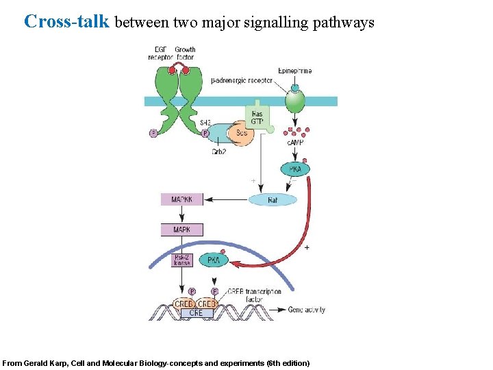 Cross-talk between two major signalling pathways From Gerald Karp, Cell and Molecular Biology-concepts and