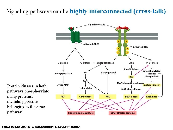 Signaling pathways can be highly interconnected (cross-talk) Protein kinases in both pathways phosphorylate many