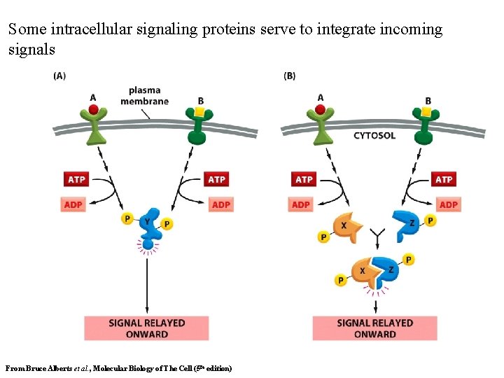 Some intracellular signaling proteins serve to integrate incoming signals From Bruce Alberts et al.