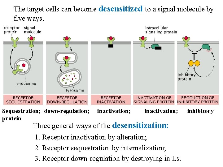 The target cells can become desensitized to a signal molecule by five ways. Sequestration;