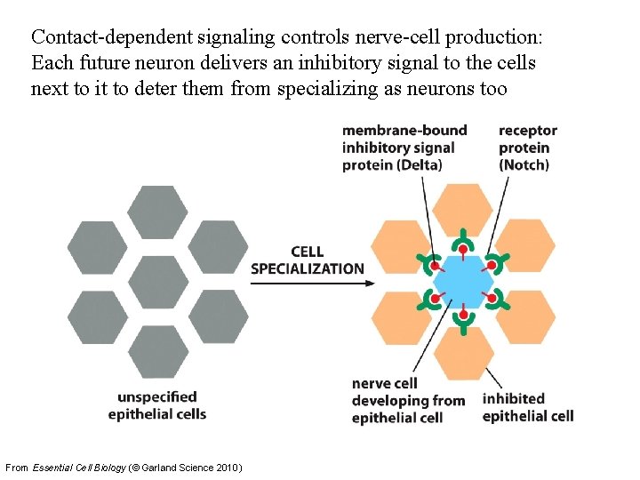 Contact-dependent signaling controls nerve-cell production: Each future neuron delivers an inhibitory signal to the