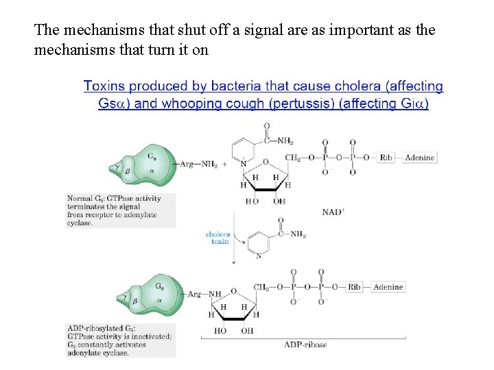 The mechanisms that shut off a signal are as important as the mechanisms that