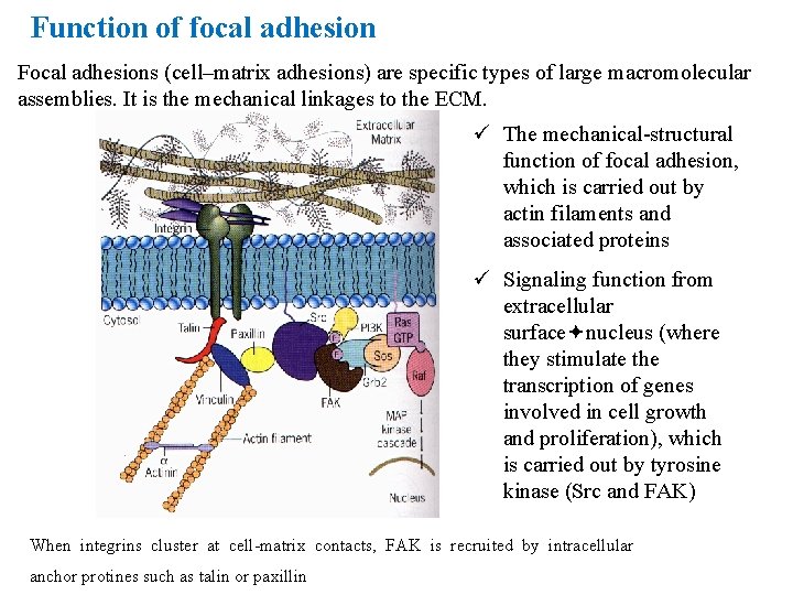 Function of focal adhesion Focal adhesions (cell–matrix adhesions) are specific types of large macromolecular