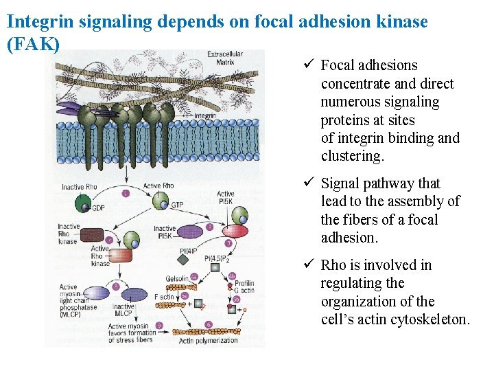 Integrin signaling depends on focal adhesion kinase (FAK) ü Focal adhesions concentrate and direct