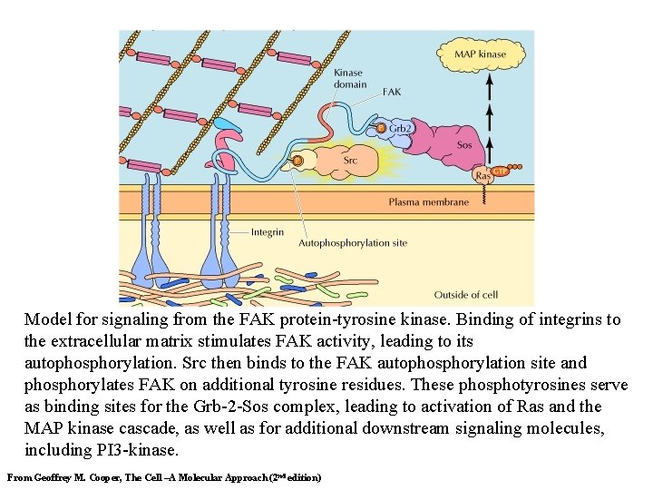 Model for signaling from the FAK protein-tyrosine kinase. Binding of integrins to the extracellular