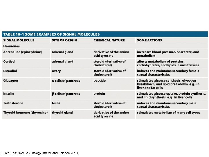 From Essential Cell Biology (© Garland Science 2010) 