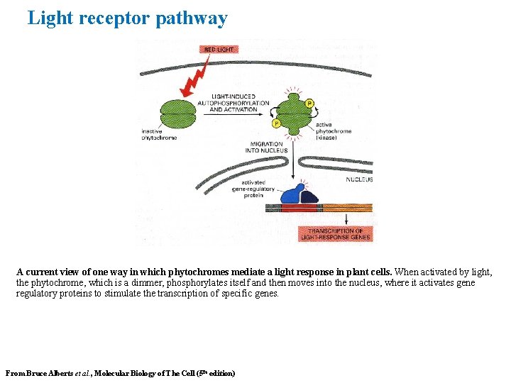 Light receptor pathway A current view of one way in which phytochromes mediate a