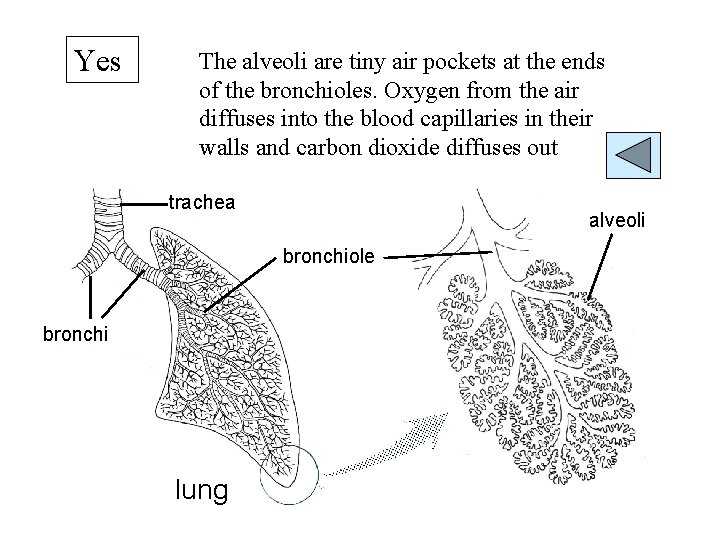 Yes The alveoli are tiny air pockets at the ends of the bronchioles. Oxygen