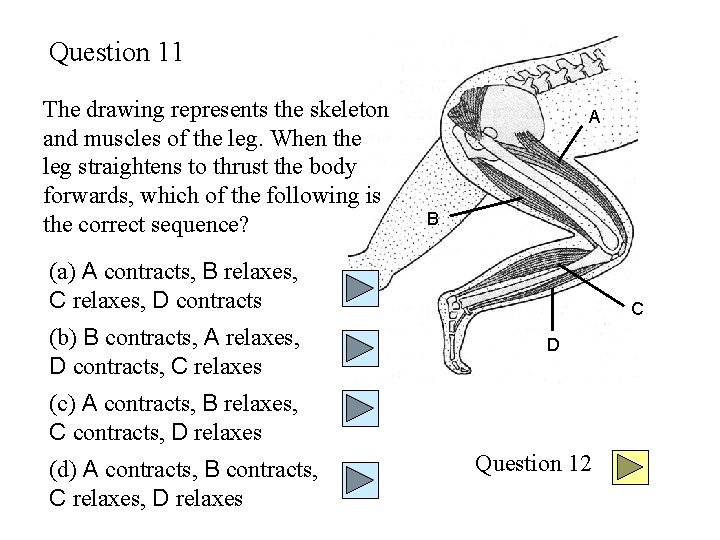 Question 11 The drawing represents the skeleton and muscles of the leg. When the