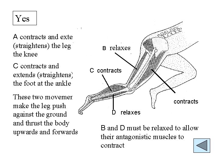 Yes A contracts and extends (straightens) the leg at the knee C contracts and