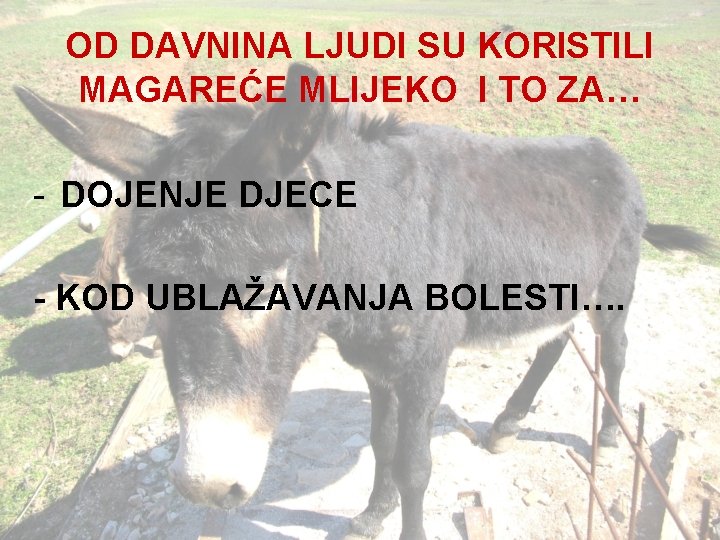 OD DAVNINA LJUDI SU KORISTILI MAGAREĆE MLIJEKO I TO ZA… - DOJENJE DJECE -