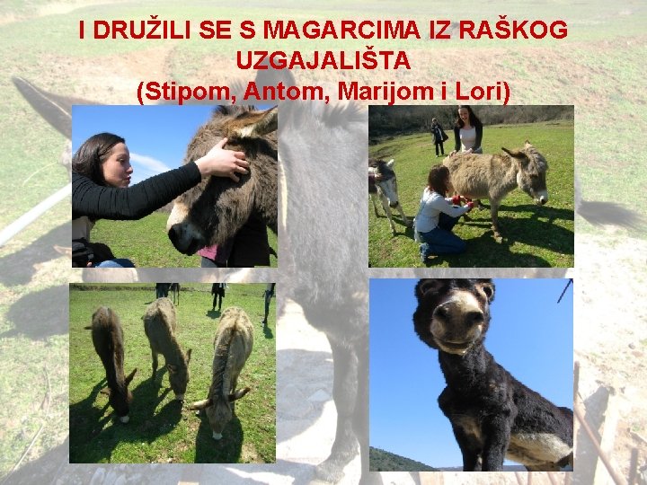 I DRUŽILI SE S MAGARCIMA IZ RAŠKOG UZGAJALIŠTA (Stipom, Antom, Marijom i Lori) 