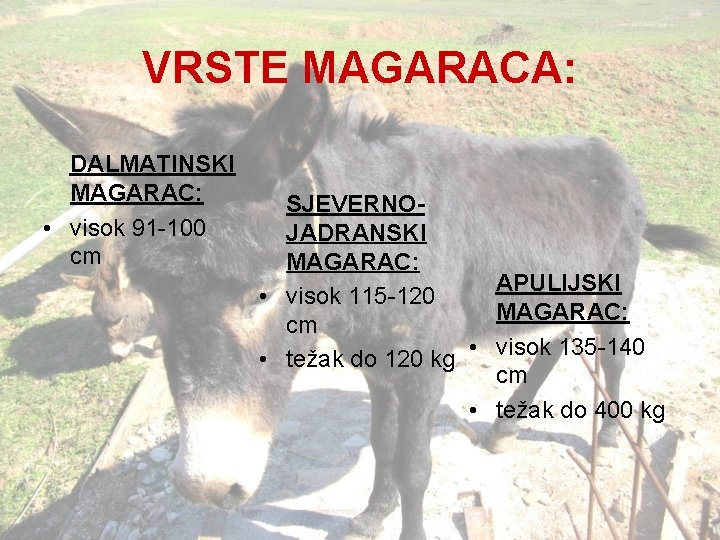 VRSTE MAGARACA: DALMATINSKI MAGARAC: • visok 91 -100 cm SJEVERNOJADRANSKI MAGARAC: APULIJSKI • visok