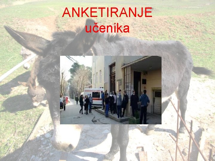 ANKETIRANJE učenika 