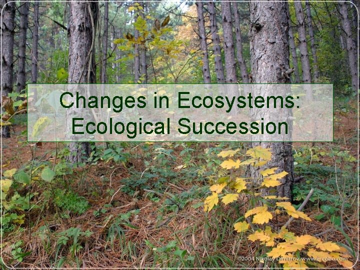 Changes in Ecosystems: Ecological Succession 