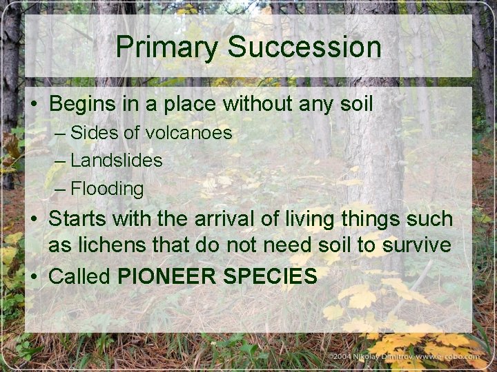 Primary Succession • Begins in a place without any soil – Sides of volcanoes