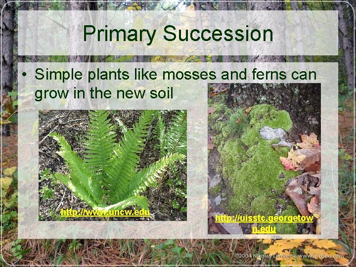 Primary Succession • Simple plants like mosses and ferns can grow in the new