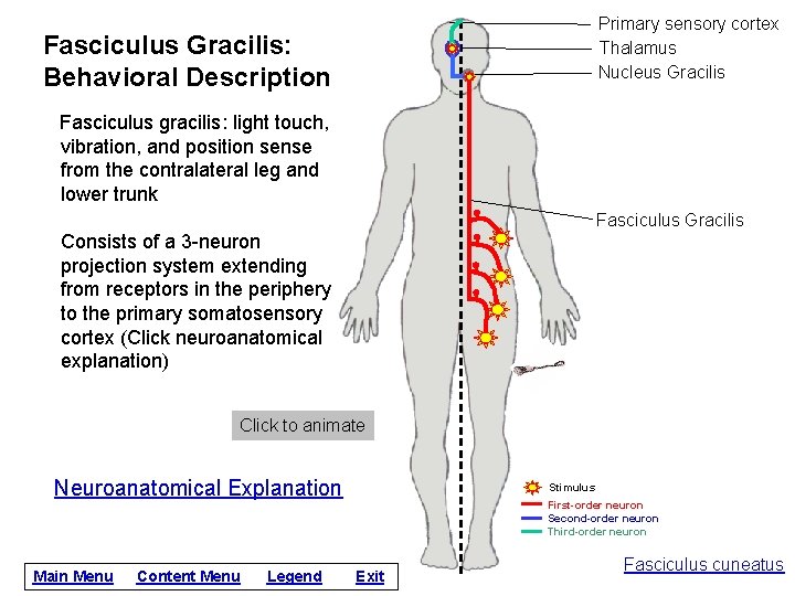 Primary sensory cortex Thalamus Nucleus Gracilis Fasciculus Gracilis: Behavioral Description Fasciculus gracilis: light touch,