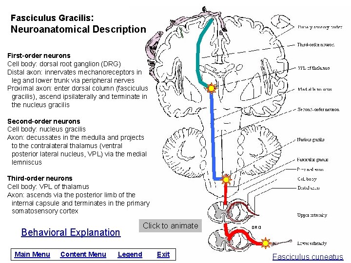 Fasciculus Gracilis: Neuroanatomical Description First-order neurons Cell body: dorsal root ganglion (DRG) Distal axon: