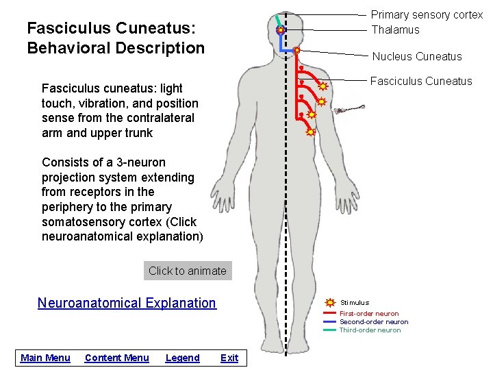 Primary sensory cortex Thalamus Fasciculus Cuneatus: Behavioral Description Nucleus Cuneatus Fasciculus cuneatus: light touch,