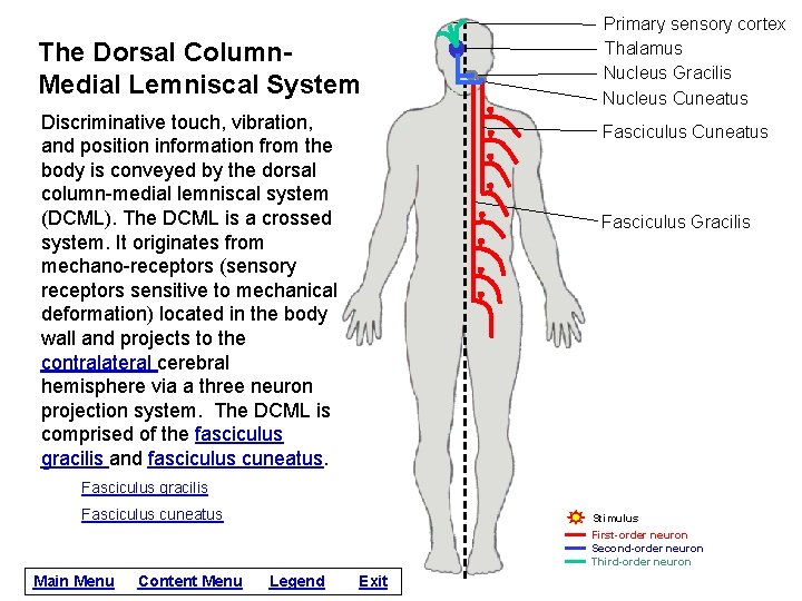 The Dorsal Column. Medial Lemniscal System Discriminative touch, vibration, and position information from the