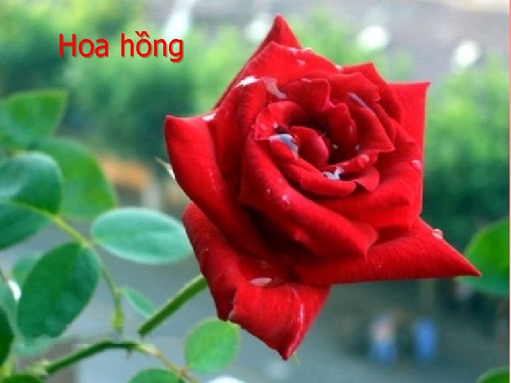 Hoa hồng 