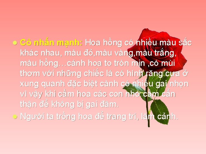 Cô nhấn mạnh: Hoa hồng có nhiều màu sắc khác nhau, màu đỏ, màu