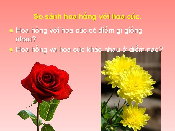 So sánh hoa hồng với hoa cúc. Hoa hồng với hoa cúc có điểm