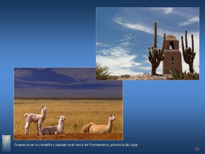 Guanacos en la campiña y paisaje rural cerca de Purmamarca, provincia de Jujuy 