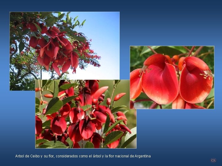 Arbol de Ceibo y su flor, considerados como el árbol y la flor nacional