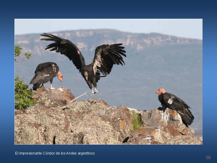 El impresionante Cóndor de los Andes argentinos 