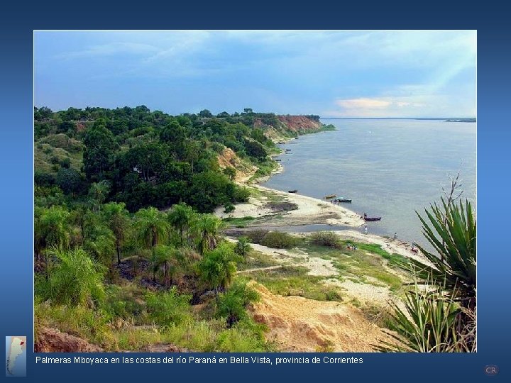 Palmeras Mboyaca en las costas del río Paraná en Bella Vista, provincia de Corrientes