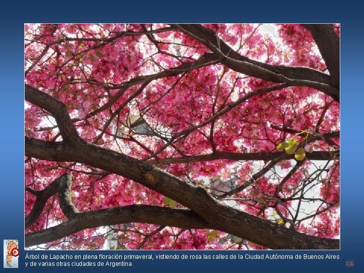 Árbol de Lapacho en plena floración primaveral, vistiendo de rosa las calles de la