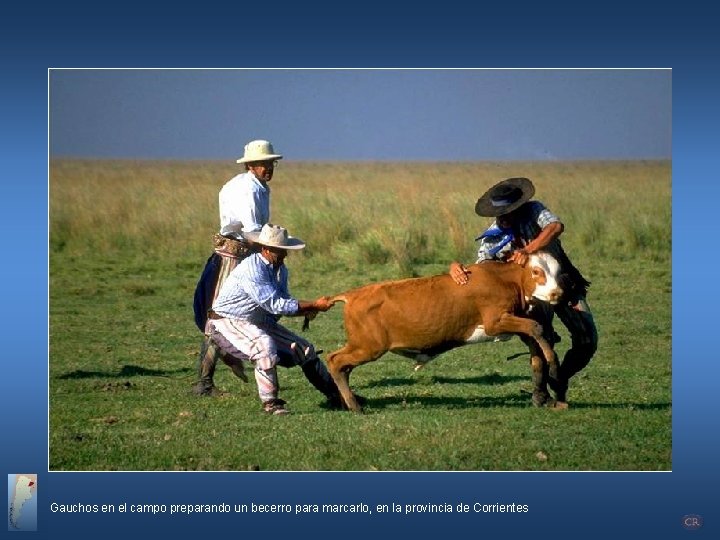 Gauchos en el campo preparando un becerro para marcarlo, en la provincia de Corrientes