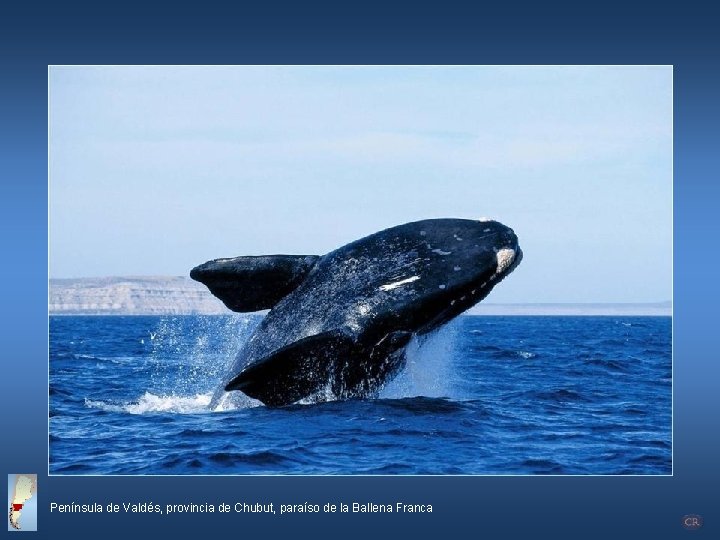 Península de Valdés, provincia de Chubut, paraíso de la Ballena Franca 