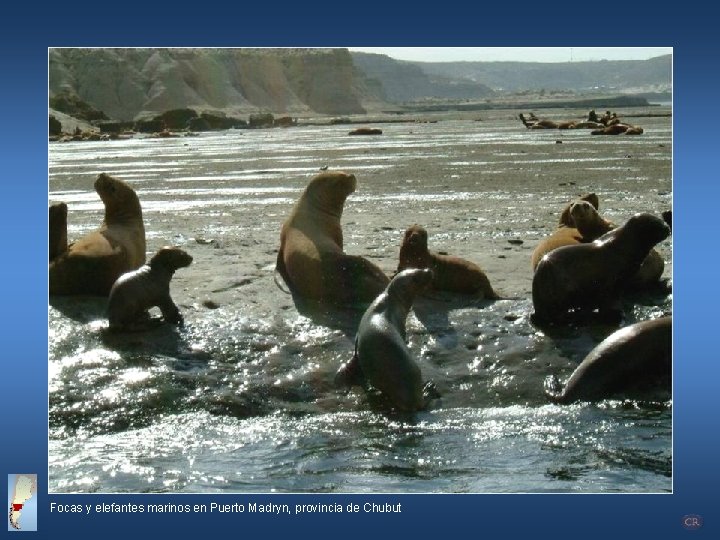 Focas y elefantes marinos en Puerto Madryn, provincia de Chubut 