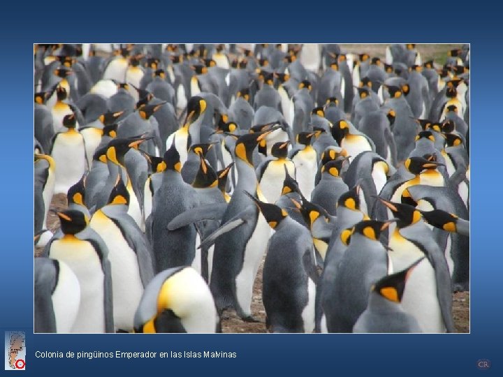 Colonia de pingüinos Emperador en las Islas Malvinas 