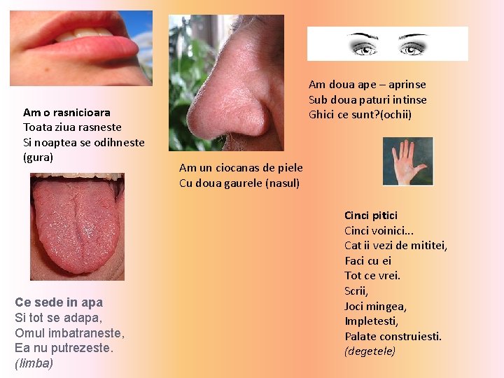 Am o rasnicioara Toata ziua rasneste Si noaptea se odihneste (gura) Ce sede in