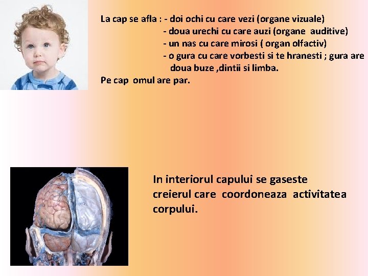 La cap se afla : - doi ochi cu care vezi (organe vizuale) -