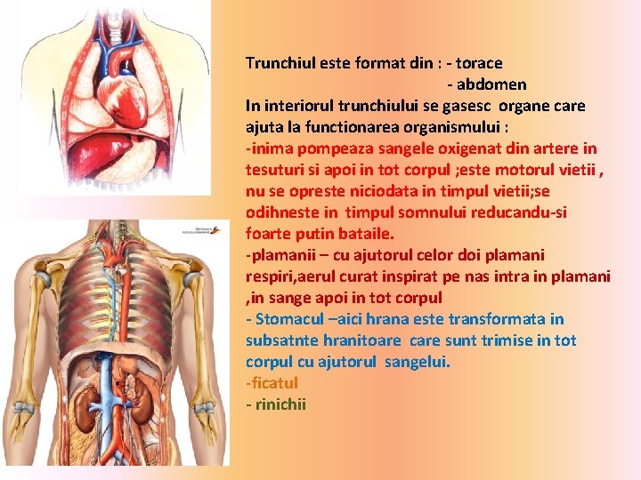 Trunchiul este format din : - torace - abdomen In interiorul trunchiului se gasesc