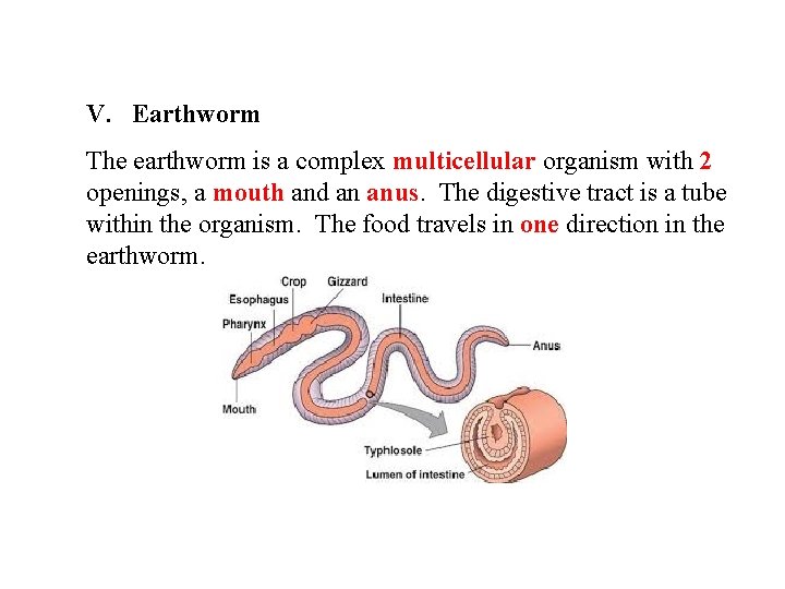 V. Earthworm The earthworm is a complex multicellular organism with 2 openings, a mouth