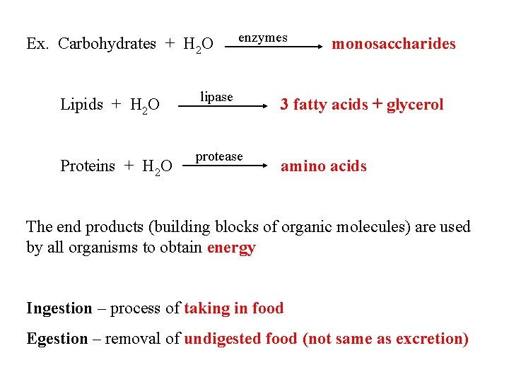 Ex. Carbohydrates + H 2 O Lipids + H 2 O Proteins + H