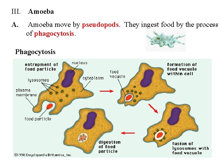 III. Amoeba A. Amoeba move by pseudopods. They ingest food by the process of